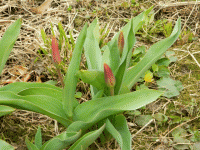 /album/o-sebe-i-obo-vsyom/animatsiya-tyulpany-gif/